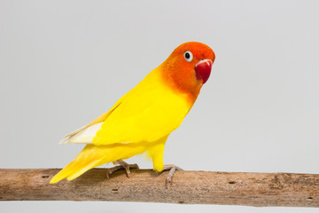 Double Yellow Lovebird