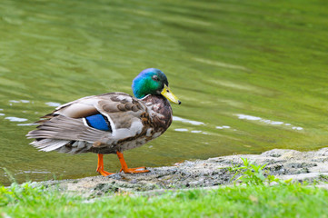 Young duck on pond background
