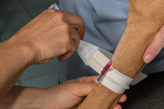 Le v&eacute;t&eacute;rinaire pose un cath&eacute;ter sur la patte du chien.