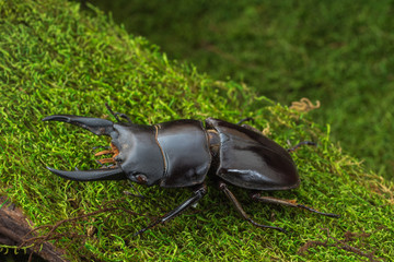 Stag Beetle (Serrognathus lineatopunctatus lineatopunctatus) ins