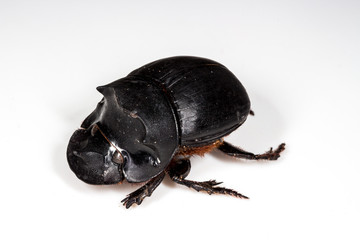 Beetle (Catharsius molossus) Rhino Beetle