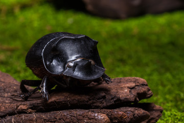 Beetle (Catharsius molossus) Rhino Beetle