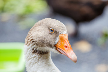 Closeup duck head portrait