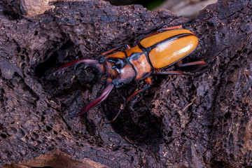 Stag Beetle (Prosopocoilus kannegieteri) Beetle insect