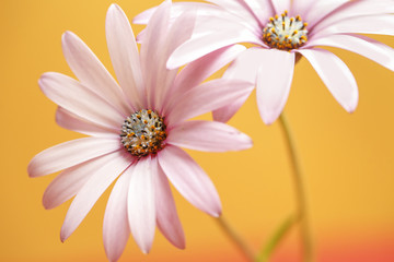 Flower, daisy with color backgroung
