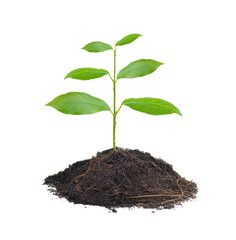 Small plant on pile of soil isolated in whitepile of soil
