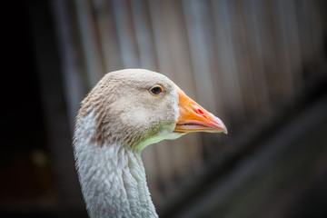 Closeup duck head portrait