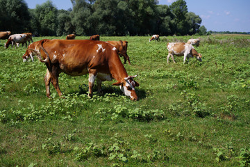 Fototapeta na wymiar Cows on green meadow. Cows grazing on pasture. Domestic cattle