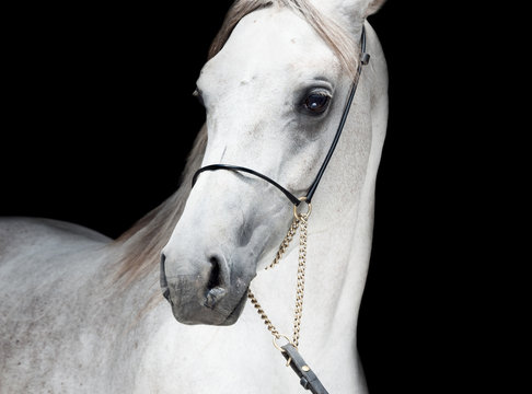 portrait of arabian white colt at black background. close up
