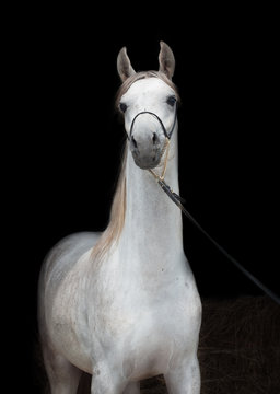 portrait of beautiful arabian white colt at black background