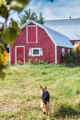 Dog approaches tradional Canadian red barn