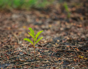 seed tree close up