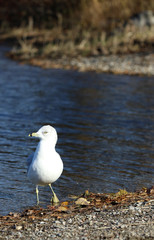 goéland à bec cerclé