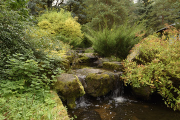 Obraz premium the small stream in the woody park