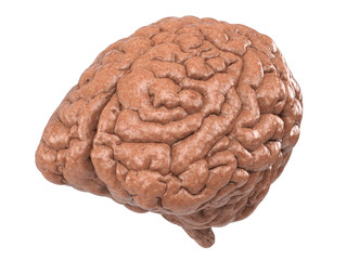 human brain