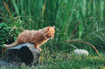 Маленький рыжий пушистый котенок сидит на камне в траве