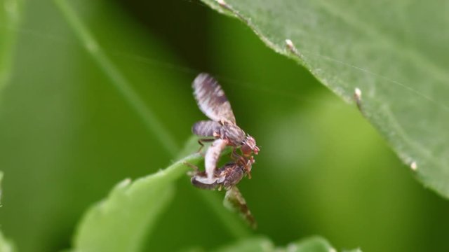 close up shot of Trypetoptera punctulata marsh fly doing funny moves