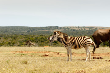 Obraz na płótnie Canvas Burchell's Zebra standing and choking
