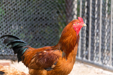 Chicken(cock-a-doodle-doo)