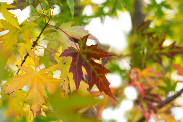 Red and yellow autumn leaves