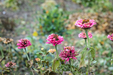 Pink zinnias on grass background
