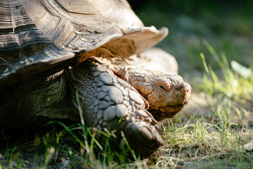 Naklejka premium Turtle outdoors