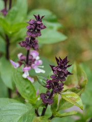 Thai Basil Flowers