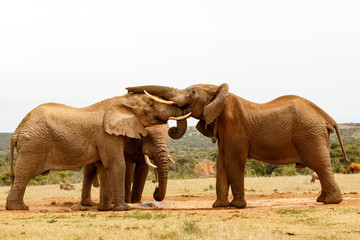 Elephant Standing with his trunk on his friends head