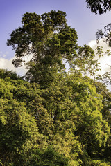 Awarradam  in Surinam