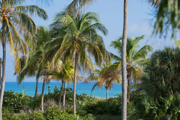 Königspalme auf Kuba Varadero