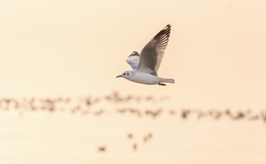 Seagull flying with blurry orange background © jack-sooksan