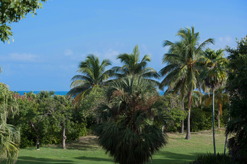 K&ouml;nigspalme auf Kuba Varadero