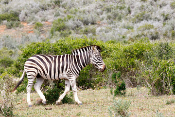 Fototapeta na wymiar Zebra walking away from the tribe