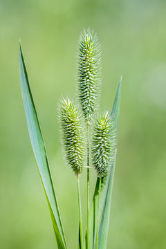 Timothy-grass ( lat. Phleum pratense)