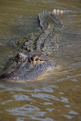 Alligator