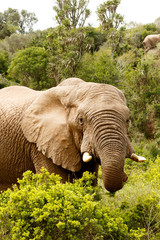 Fototapeta na wymiar Elephant with his trunk Curled up