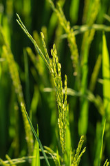 rice seeds on rice plant