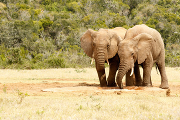 Fototapeta na wymiar Two love birds elephants drinking water
