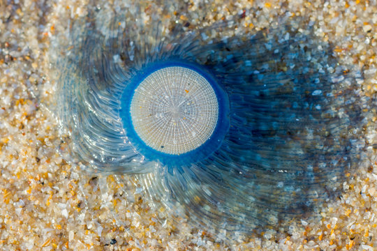 Porpita porpita or Blue button on the beach.