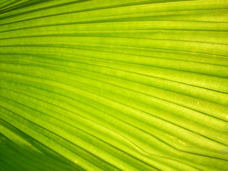 Obraz premium beautiful abstract green leaf line pattern background