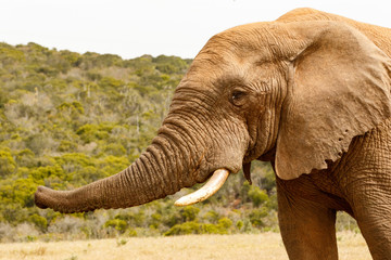 Elephant trumpet sniffing in the air
