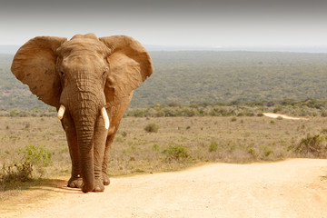 Elephant standing in the dirt road