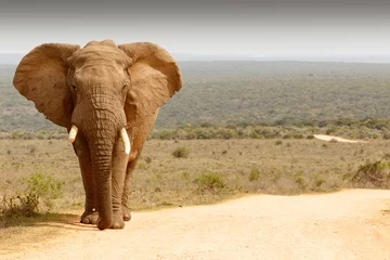 Papier Peint photo Lavable Éléphant Éléphant debout dans le chemin de terre