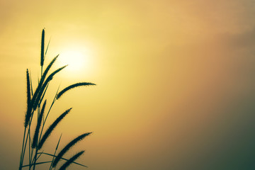 grass sunset, sunrise for ,Golden evening background