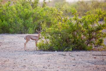 Small gazelle on Sir Bani Yas island, UAE