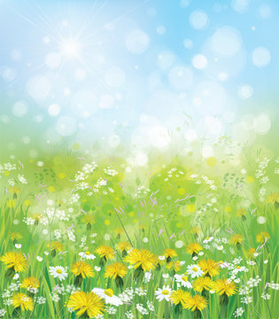 Vector  nature background with chamomiles and dandelions.