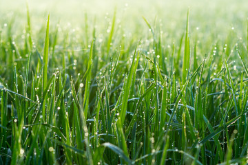Obraz premium Fresh grass with dew drops in the morning.