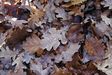 autumn leaves