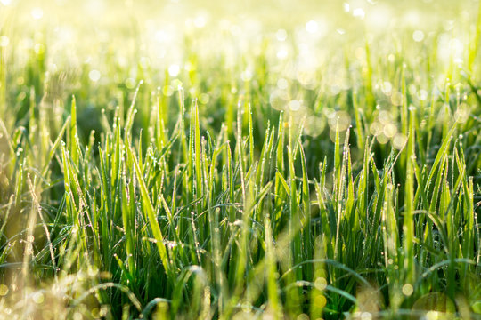 Fresh grass with dew drops in the morning.