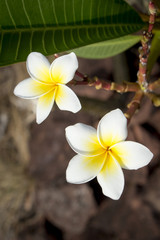 two white frangipani on nature background